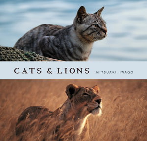 Cover art for Cats and Lions