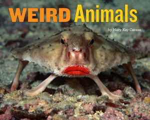 Cover art for Weird Animals