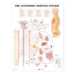 Cover art for The Autonomic Nervous System Anatomical Chart