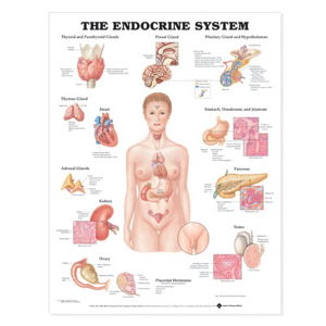 Cover art for The Endocrine System Anatomical Chart