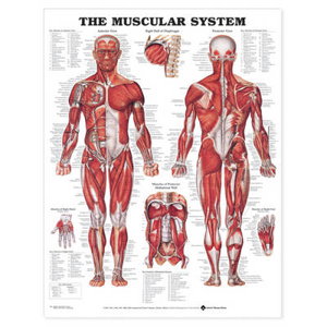 Cover art for The Muscular System Anatomical Chart