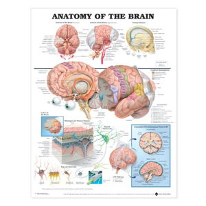 Cover art for Anatomy of the Brain Anatomical Chart
