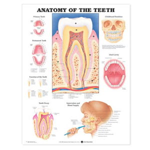 Cover art for Anatomy of the Teeth Anatomical Chart