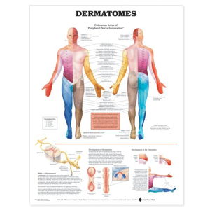 Cover art for Dermatomes Anatomical Chart