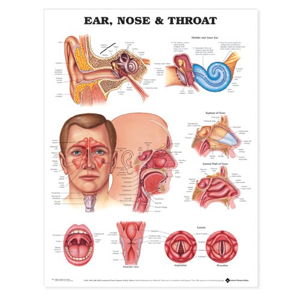 Cover art for Ear, Nose and Throat Anatomical Chart
