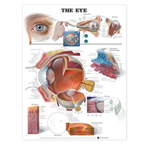 Cover art for The Eye Anatomical Chart