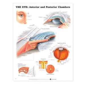 Cover art for The Eye: Anterior and Posterior Chambers