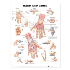 Cover art for Hand and Wrist Anatomical Chart