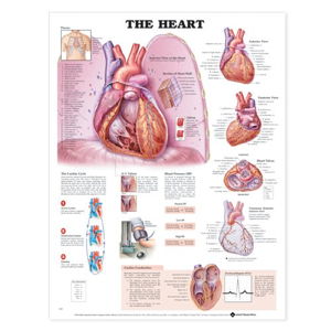 Cover art for Heart Anatomical Chart