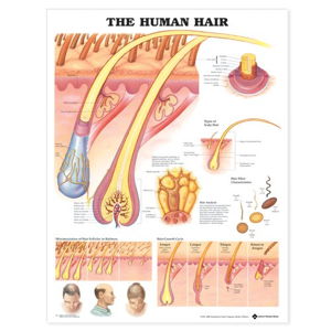 Cover art for The Human Hair Anatomical Chart