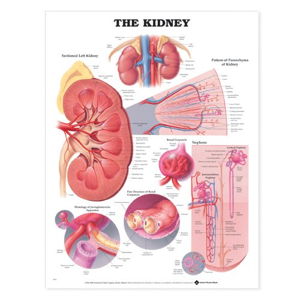 Cover art for The Kidney Anatomical Chart