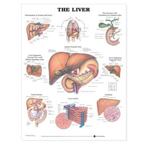Cover art for The Liver Anatomical Chart