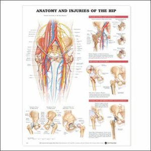 Cover art for Anatomy and Injuries of the Hip Anatomical Chart