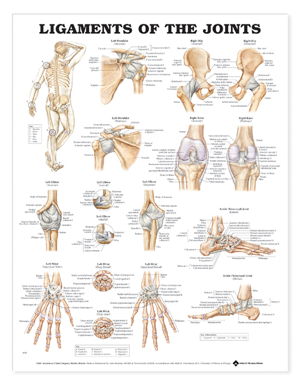 Cover art for Ligaments of the Joints Anatomical Chart