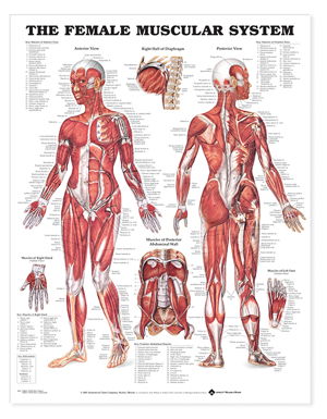 Cover art for The Female Muscular System Anatomical Chart