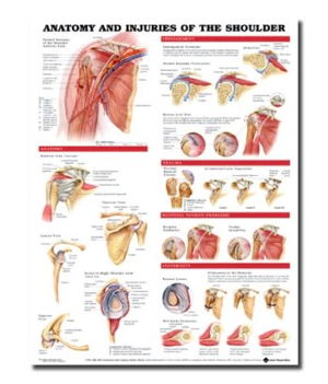 Cover art for Anatomy and Injuries of the Shoulder Anatomical Chart