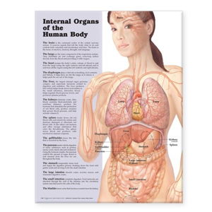 Cover art for Internal Organs of the Human Body Anatomical Chart