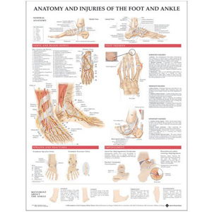 Cover art for Anatomy and Injuries of the Foot and Ankle