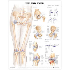 Cover art for Hip and Knee Anatomical Chart