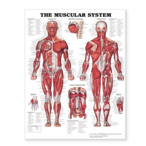Cover art for The Muscular System Giant Chart