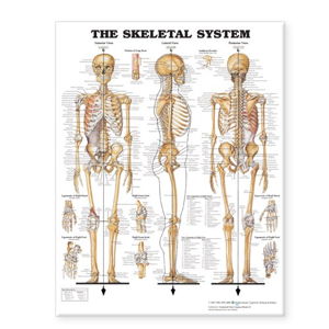 Cover art for Skeletal System Giant Chart Laminated