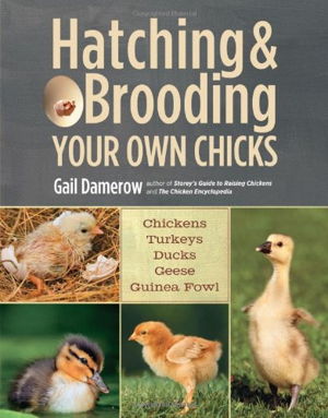 Cover art for Hatching and Brooding Your Own Chicks