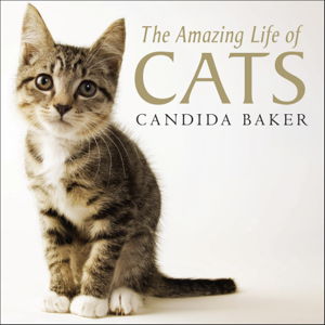 Cover art for Amazing Life of Cats