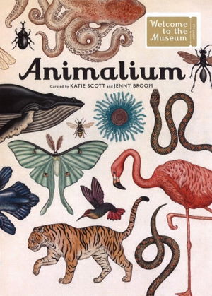 Cover art for Animalium Welcome to the Museum