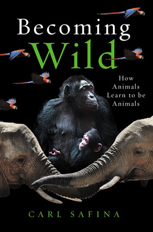 Cover art for Becoming Wild