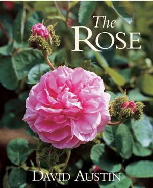 Cover art for The Rose