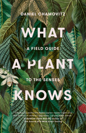 Cover art for What a Plant Knows: A Field Guide to the Senses (Revised Edition)
